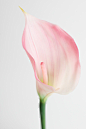 Specifications: Material：Silk Cloth; Plastics Length: 50cm/19.69" Weight: 80g Color: Yellow,Orange,Dark Purple,Light Purple,White NO POT INCLUDED Real touch life-like latex flowers,These calla flowers look very full and are soft to the touch. No colo