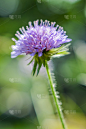 特写,仅一朵花,轮峰菊,花冠,垂直画幅,美,留白,芳香的,无人,侧面像