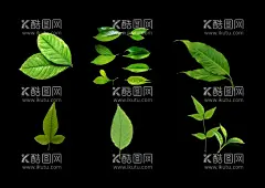 绿叶  - 源文件下载【酷图网】绿叶,绿叶装饰,绿叶插画,绿叶图案,绿叶海报,绿叶花边,绿叶图标