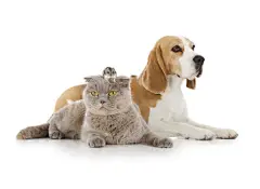 点击来源直接获取大图文件 |狗、猫和老鼠
