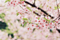 sakura by I.E. on Flickr.