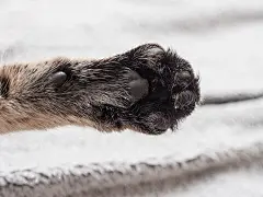 点击来源直接获取大图文件 |向上的黑猫爪。猫爪枕头