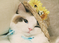 愿君采集到猫