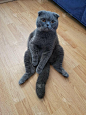 苏格兰折耳猫