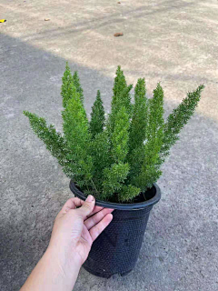 Z-筱采集到植物形态