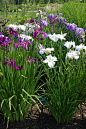 Japanese Iris, Coastal Maine Botanical Gardens.  Photo: sharon_k, via Flickr #japaneseiris