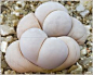 lithops ruschiorum nelii