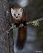 American pine marten !!!! by Corey Hayes