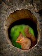 Red Squirrel | Cutest Paw