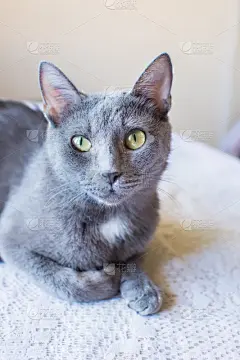 美术肖像,桌子,俄罗斯蓝猫,垂直画幅,窗户,可爱的,无人,蓝色,猫科动物,面包