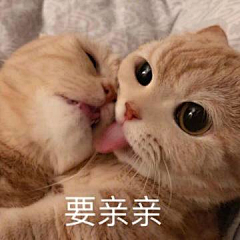 莫无名兮采集到猫狗表情包