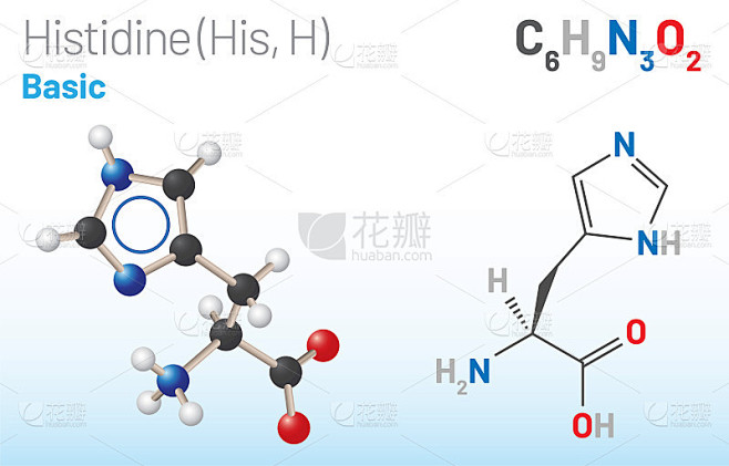 组氨酸(His, H)氨基酸分子。(化学公式C6H9N3O2)
