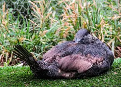 澳大利亚维多利亚州吉隆市