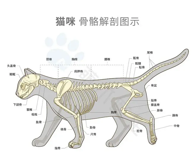 猫咪解剖图，猫咪骨骼各部分名称-花瓣网