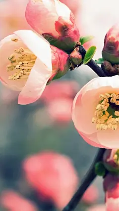 创美乐家居生活馆精选高清手机壁纸-手机墙纸-锁屏壁纸-iPhone6专用壁纸-大屏手机高清壁纸