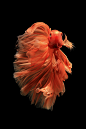 1)Orange siamese fighting fish isolated on black background.Baller