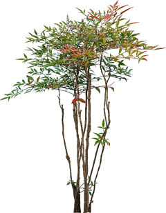 素北Saber采集到植物景观