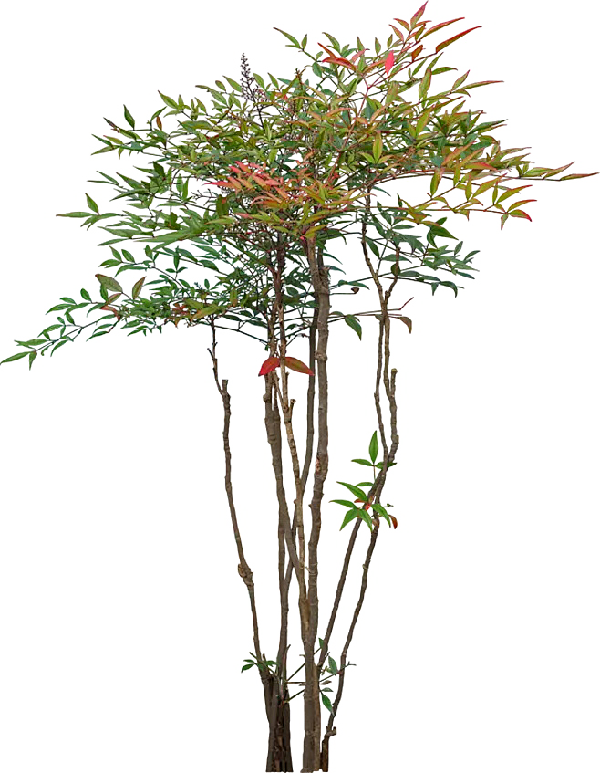 南天竹