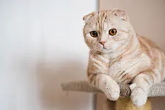 点击来源直接获取大图文件 |Adorable ginger scottish fold cat lying at home