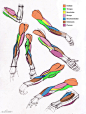 【图片】Michael Hampton(迈克尔·汉普顿) 人体肌肉解剖【无极黑吧】_百度贴吧
