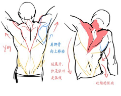 豹豹想睡觉采集到R-人体
