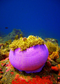 Pink skunk clownfish (Amphiprion perideraion) in it's balled-up home anemone.: 