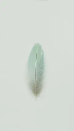 羽毛 LINE 换不完的插画手机壁纸..