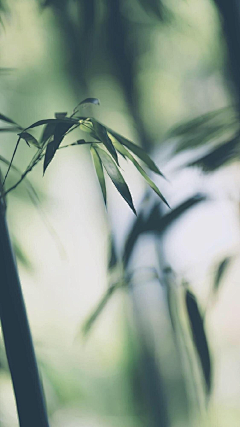 _彩儿采集到元素背景