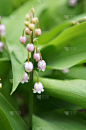 百合花,绿色,山谷,粉色,铃兰,垂直画幅,水,芳香的,枝繁叶茂,无人