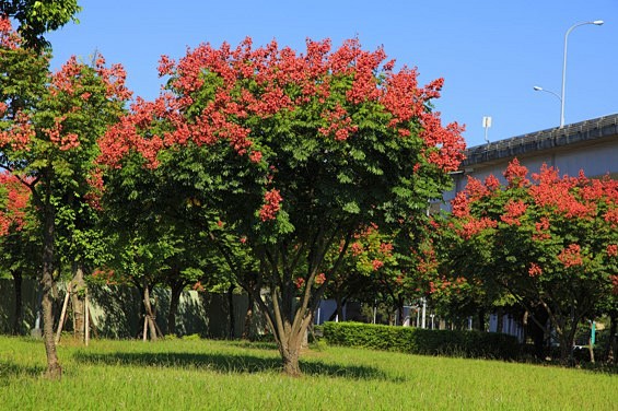 栾树