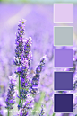 Color Palette: Pleasantly Purple — Paper Heart Design