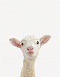 Baby lamb