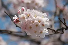  樱花