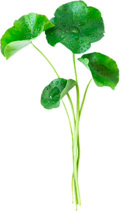 江扶月采集到植物素材