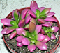 Anacampseros rufescens