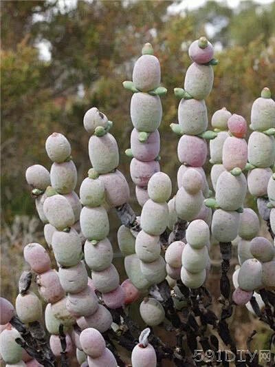 Tecticornia bulbosa，...