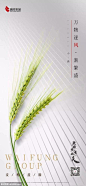 节气海报【小满】
