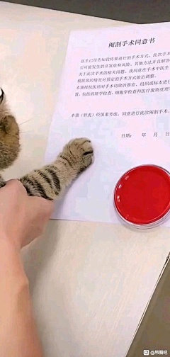 MclHmao8采集到动物
