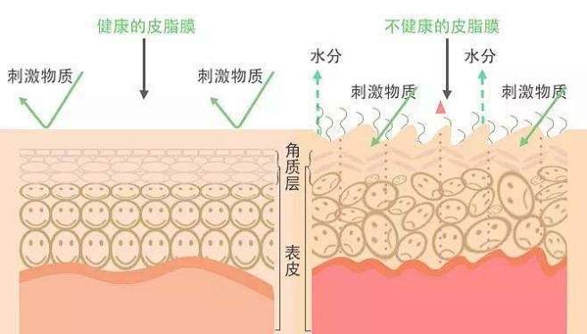 年轻肌肤年老肌肤结构对比图的搜索结果_百...