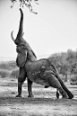 stretching elephant: 