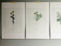 free printable | botanical prints 03 - A Daily Something : Today’s printable is the last of three sets of botanical prints. (Did you get set one and set two; make sure you have the complete collection – they’re lovely all together!) This last set of four 