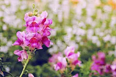 大自然中的新鲜金鱼花