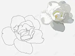 各式花卉花朵叶子线稿上色稿手稿集来源公众号旭旭玉兰紫藤萝花草 藤萝 元素 免抠png 设计图片 免费下载 页面网页 平面电商 创意素材