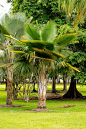 佛罗里达自然公园里的棕榈树