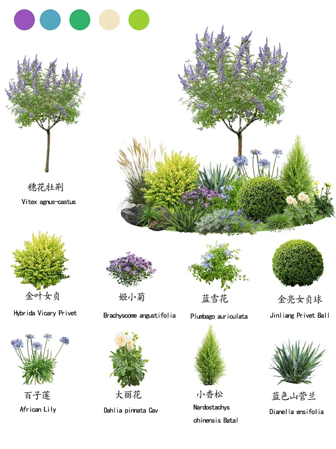 庭院植物搭配-花瓣网