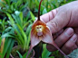Monkey Orchids found in Ecuador, South America.  Save our rainforests and preserve the precious gifts of nature.