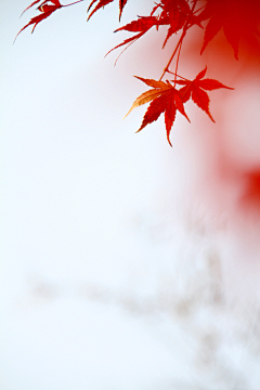 朝紅顏、暮枯骨☀采集到枫