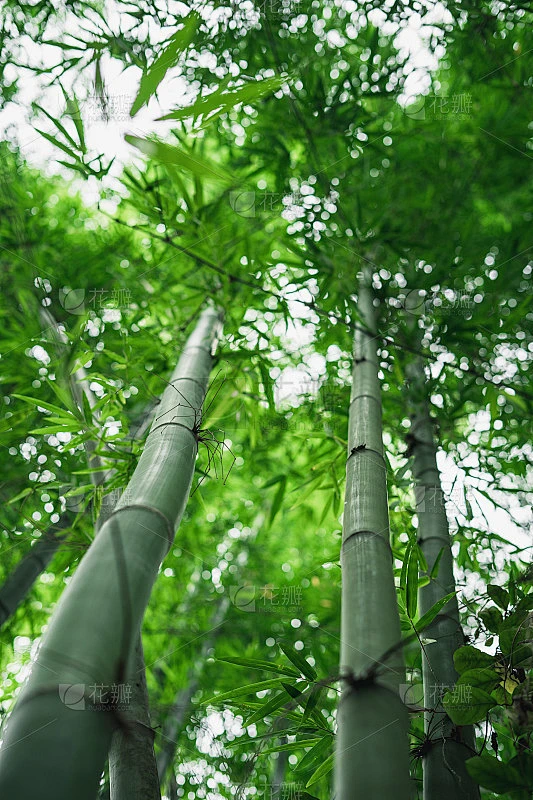 清新的竹林和美丽的散竹素材-花瓣网