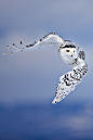 Snowy Owl
