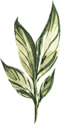 春季唯美水彩手绘鲜花植物花卉叶子请柬海报装饰免抠PNG图案素材 (14)
